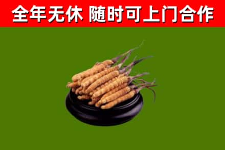 黄石市回收冬虫夏草