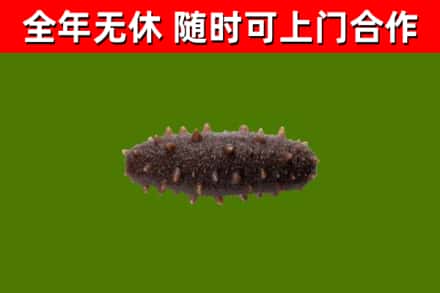 黄石市回收海参干